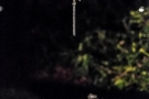 gloeiworm druppel op de gloeiende plaat foto Cees de Vries