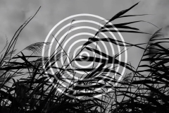 koe-kroost-still-01-web