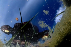 koe-kroost-still-02-web