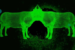 koe-kroost-still-06-web