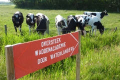 oversteek-web-25a